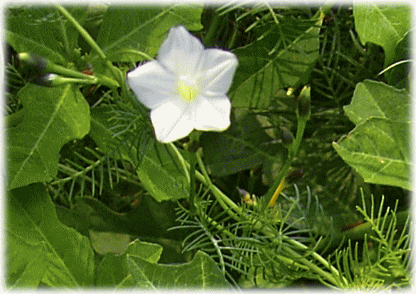 ルコウソウ（縷紅草　留紅草　るこうそう）　白い花
